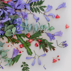 Jacaranda on Light | Panorama