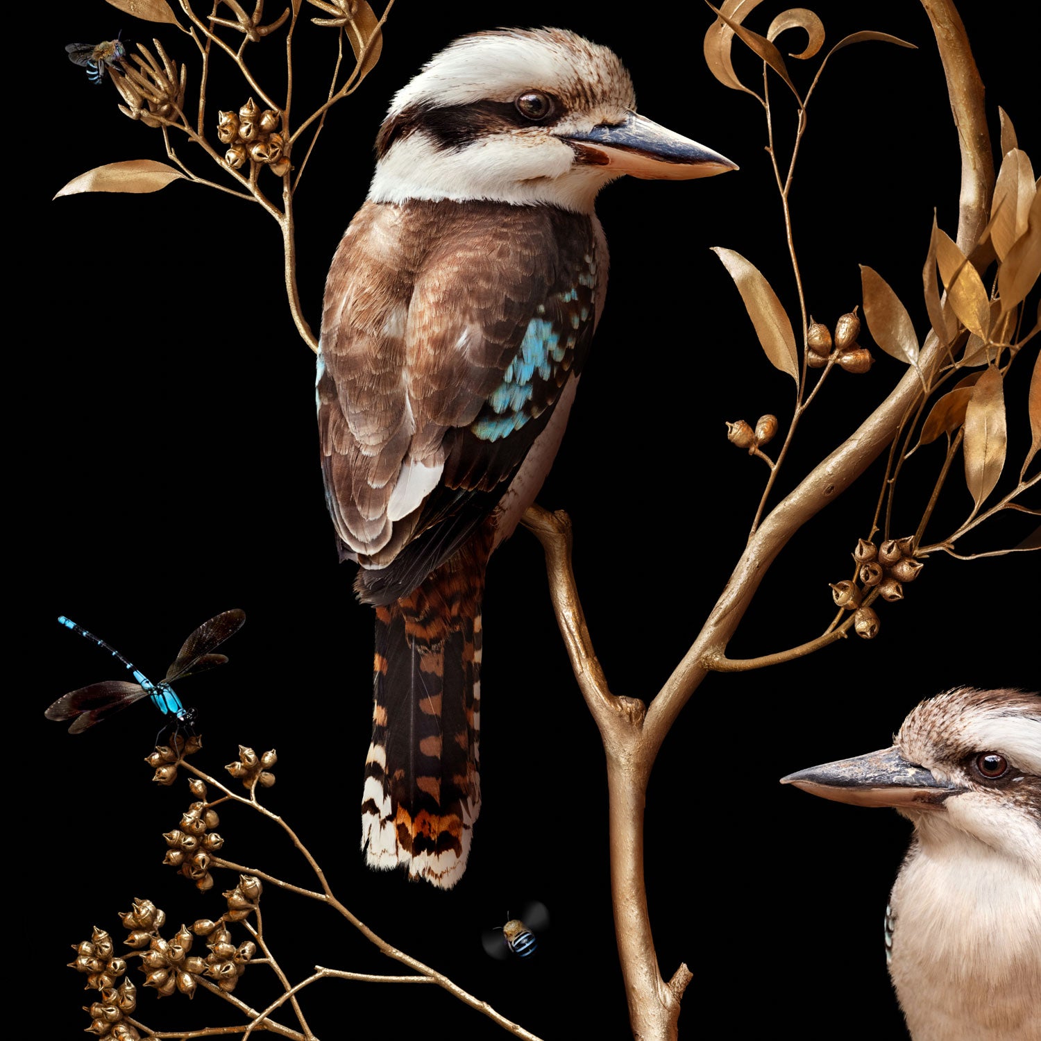 Kookaburras in Eucalypts
