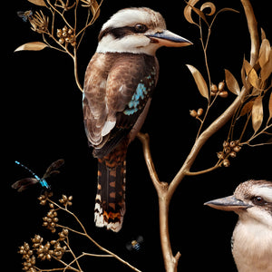 Kookaburras in Eucalypts