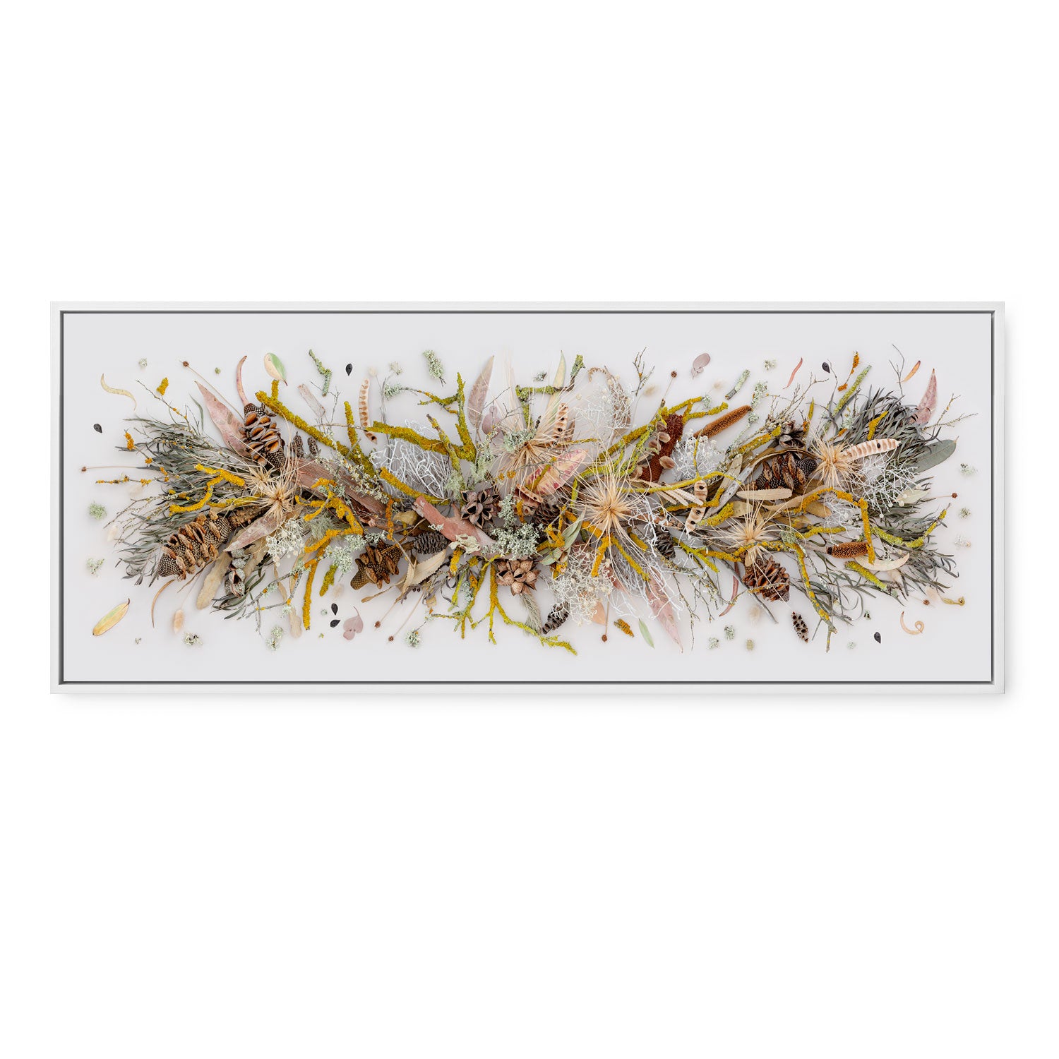 Lichen and Moss | Panorama