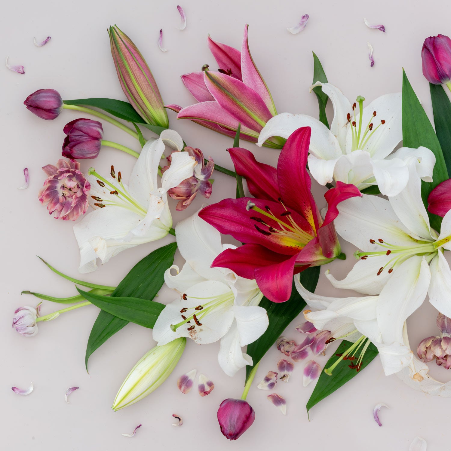 Lilies and Tulips | Panorama