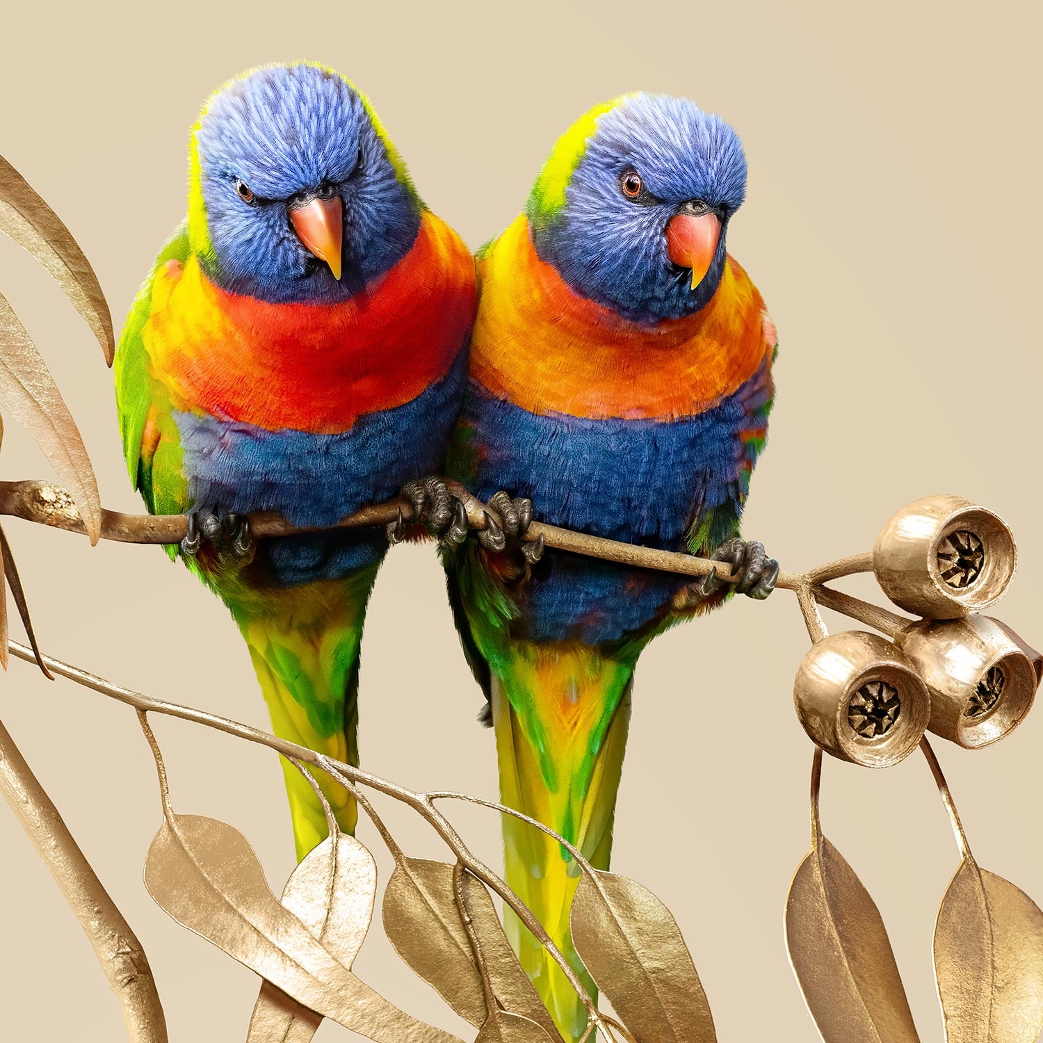 Lorikeets in Silver Princess Gum
