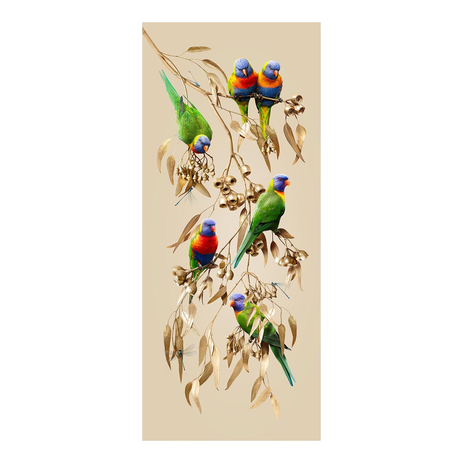 Lorikeets in Silver Princess Gum
