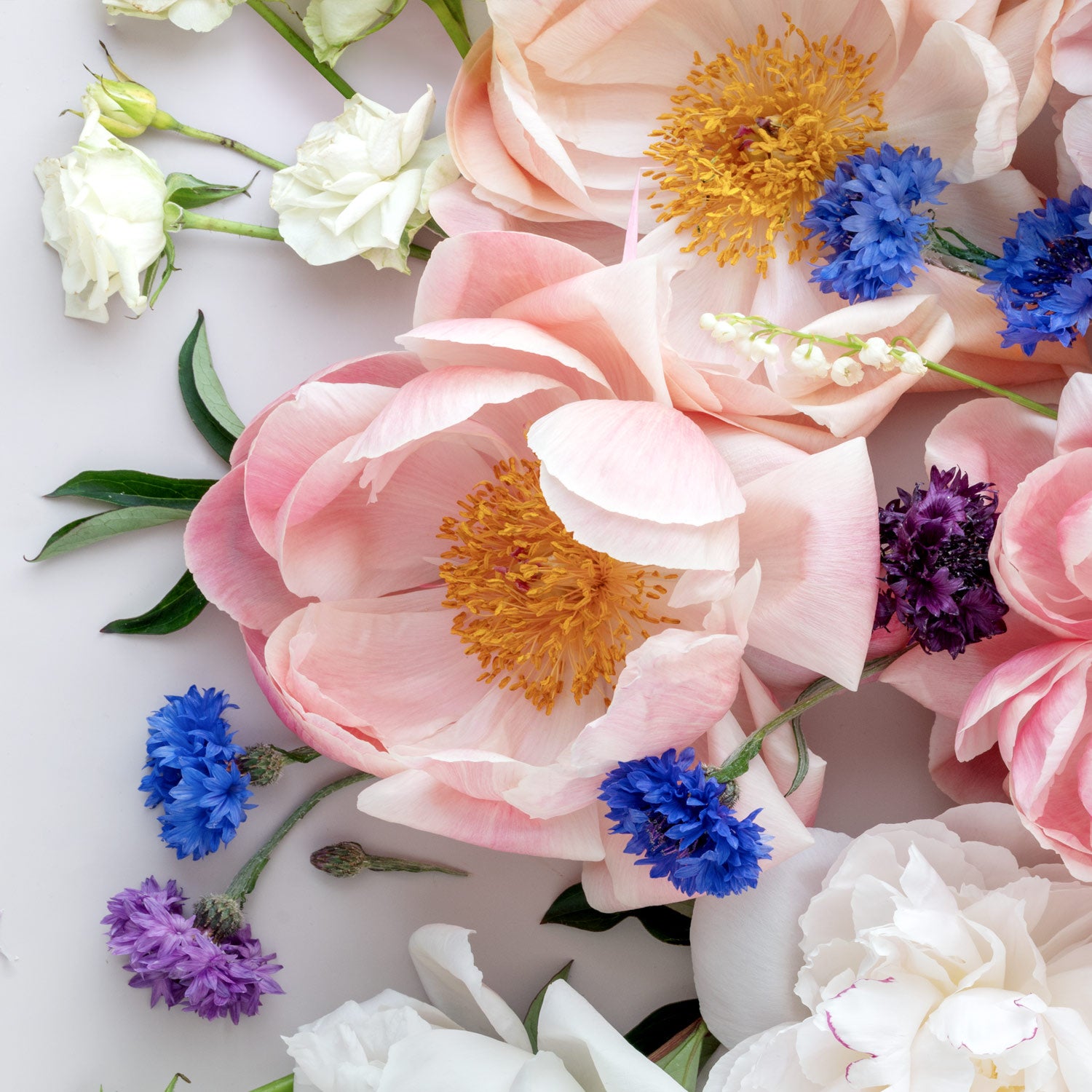 Peonies On White - Square