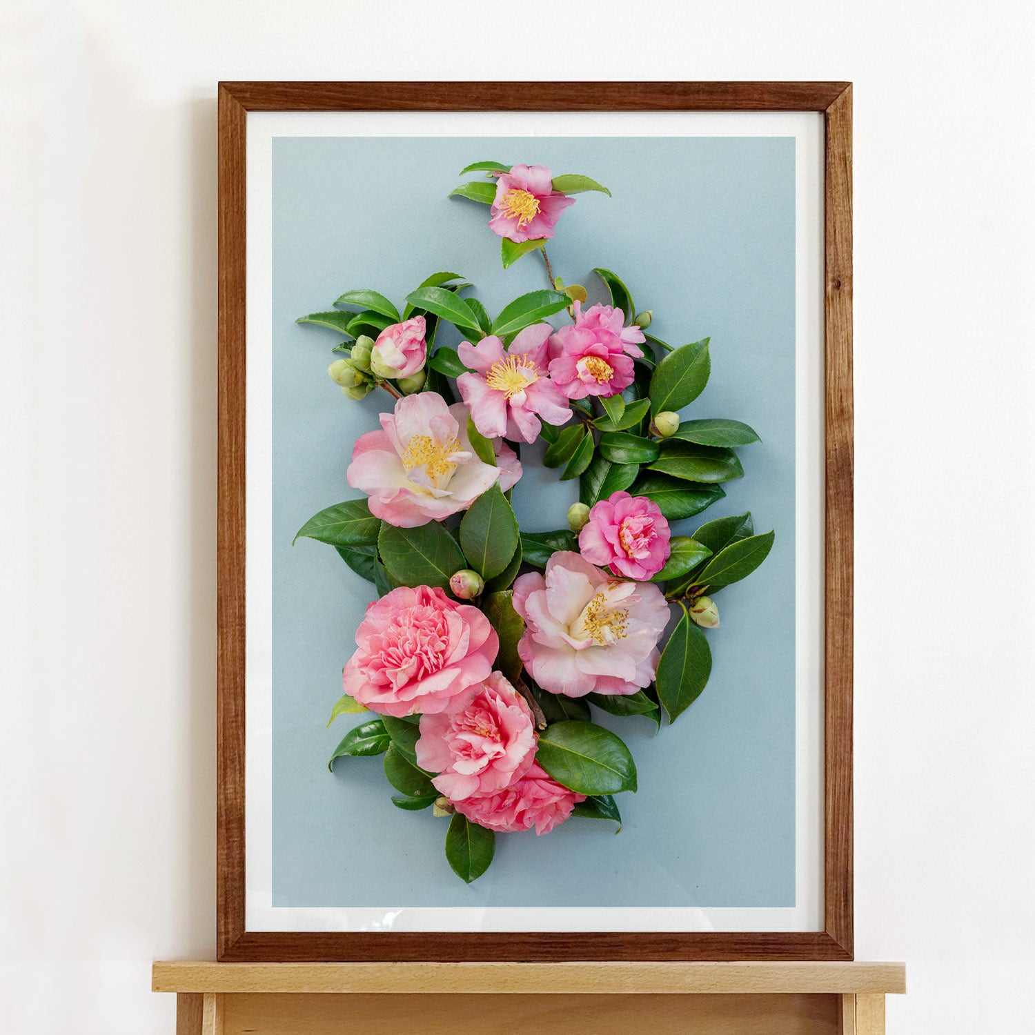 Pink Camelias #2 of 25 | A2 in White