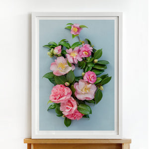 Pink Camelias #2 of 25 | A2 in White