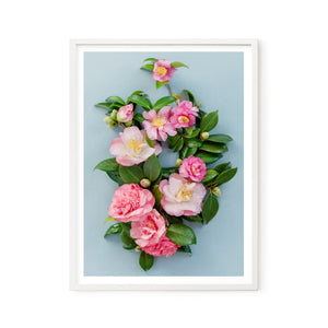 Pink Camelias #2 of 25 | A2 in White
