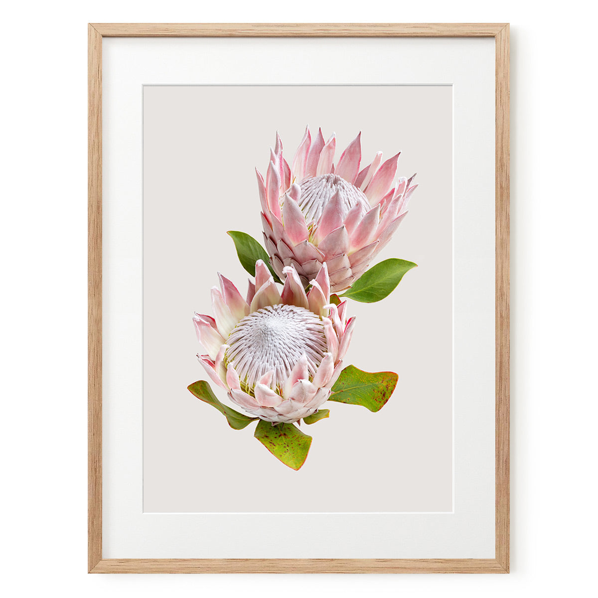 Protea 'Pink King' #24 of 25