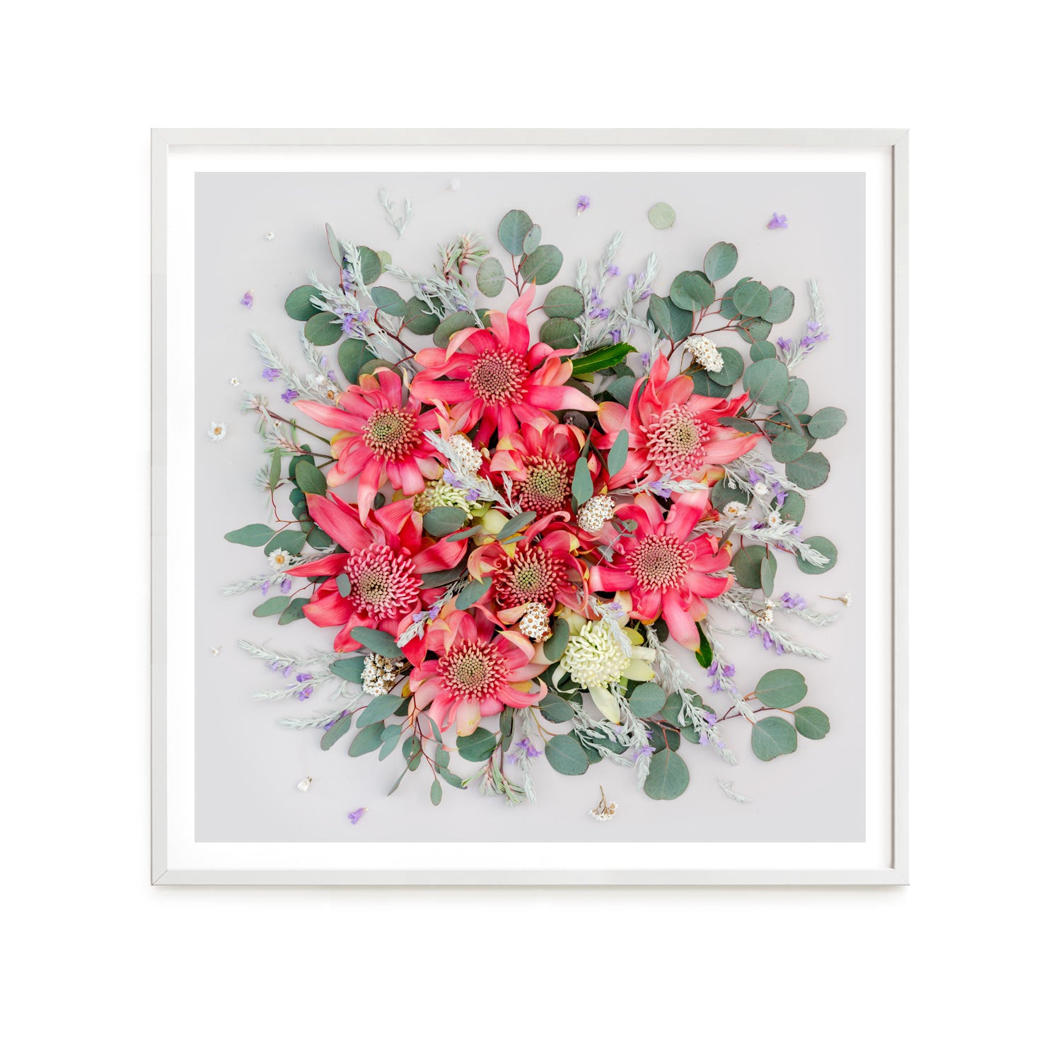 Pink Waratahs Mix - Square