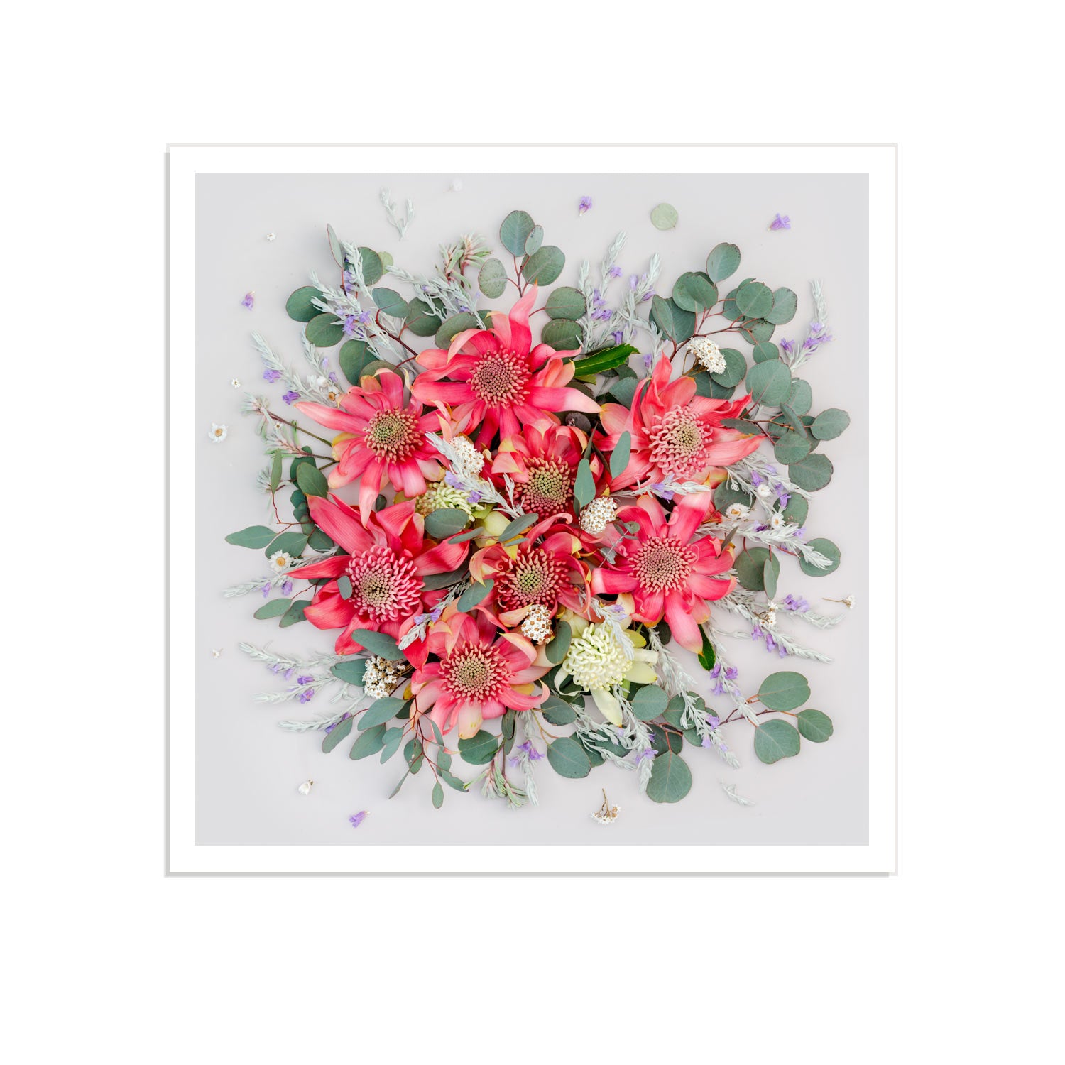 Pink Waratahs Mix - Square