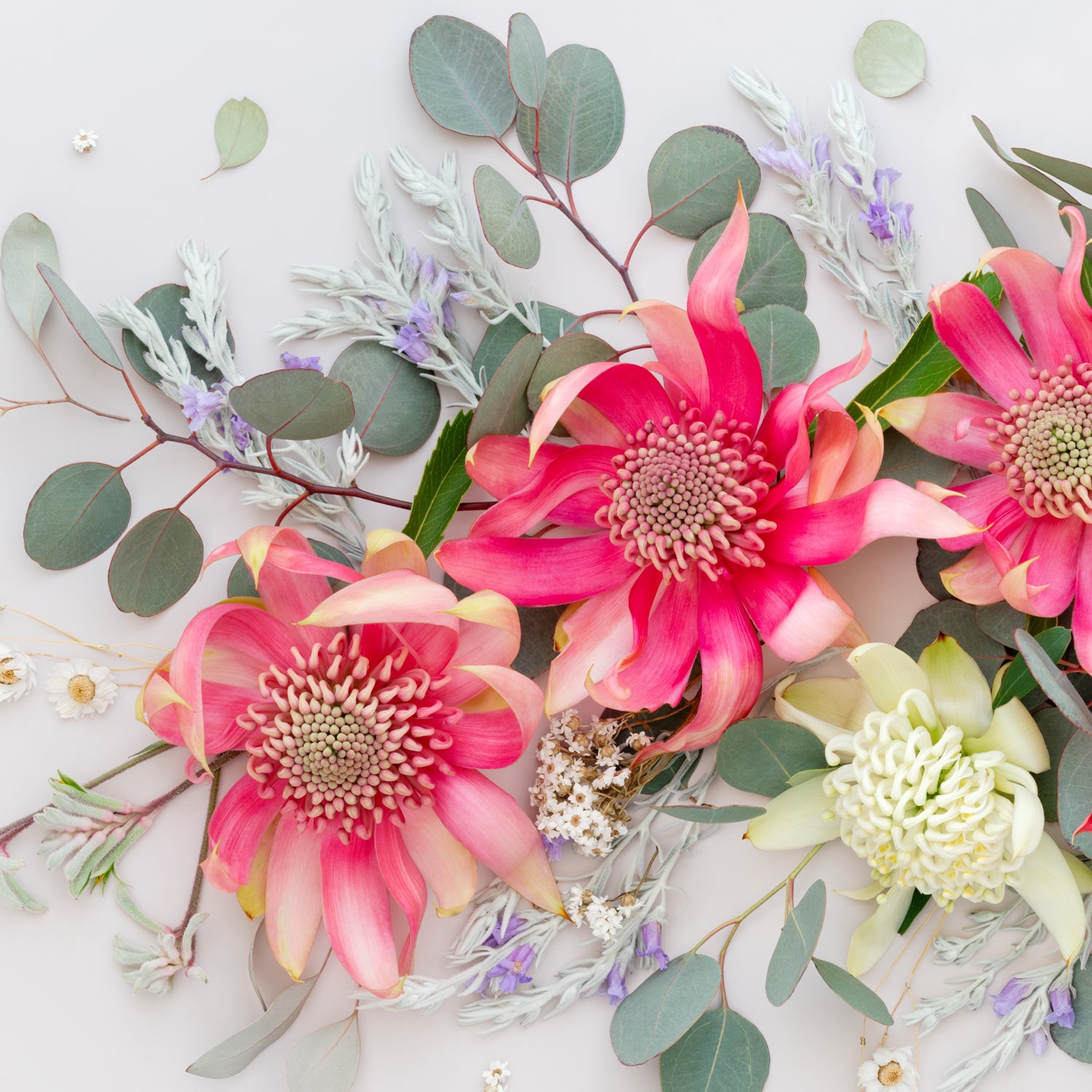 Pink Waratahs on Light | Panorama