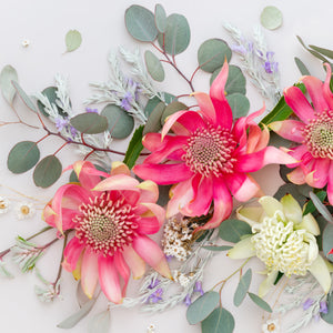 Pink Waratahs on Light | Panorama