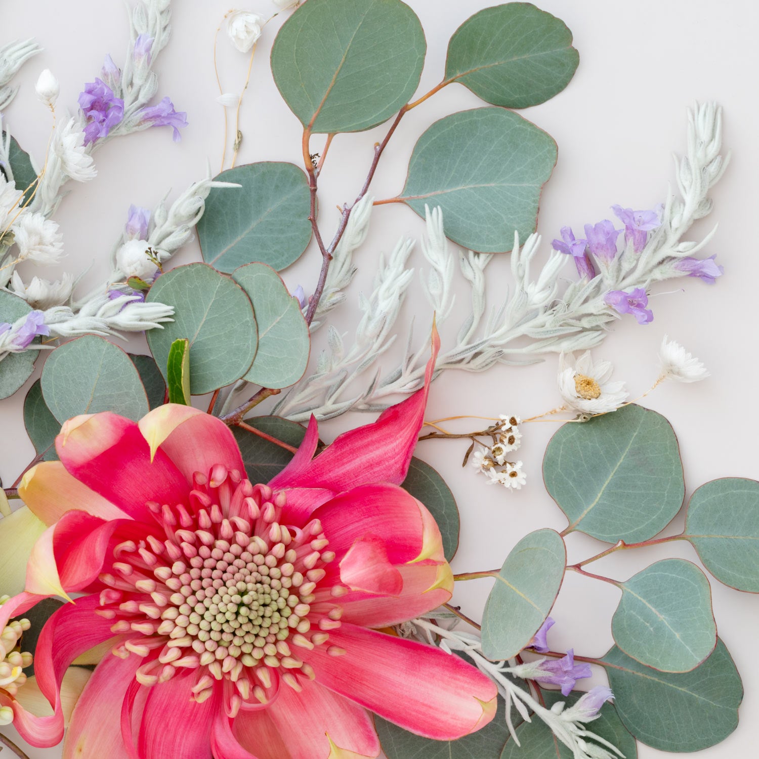 Pink Waratahs on Light | Panorama