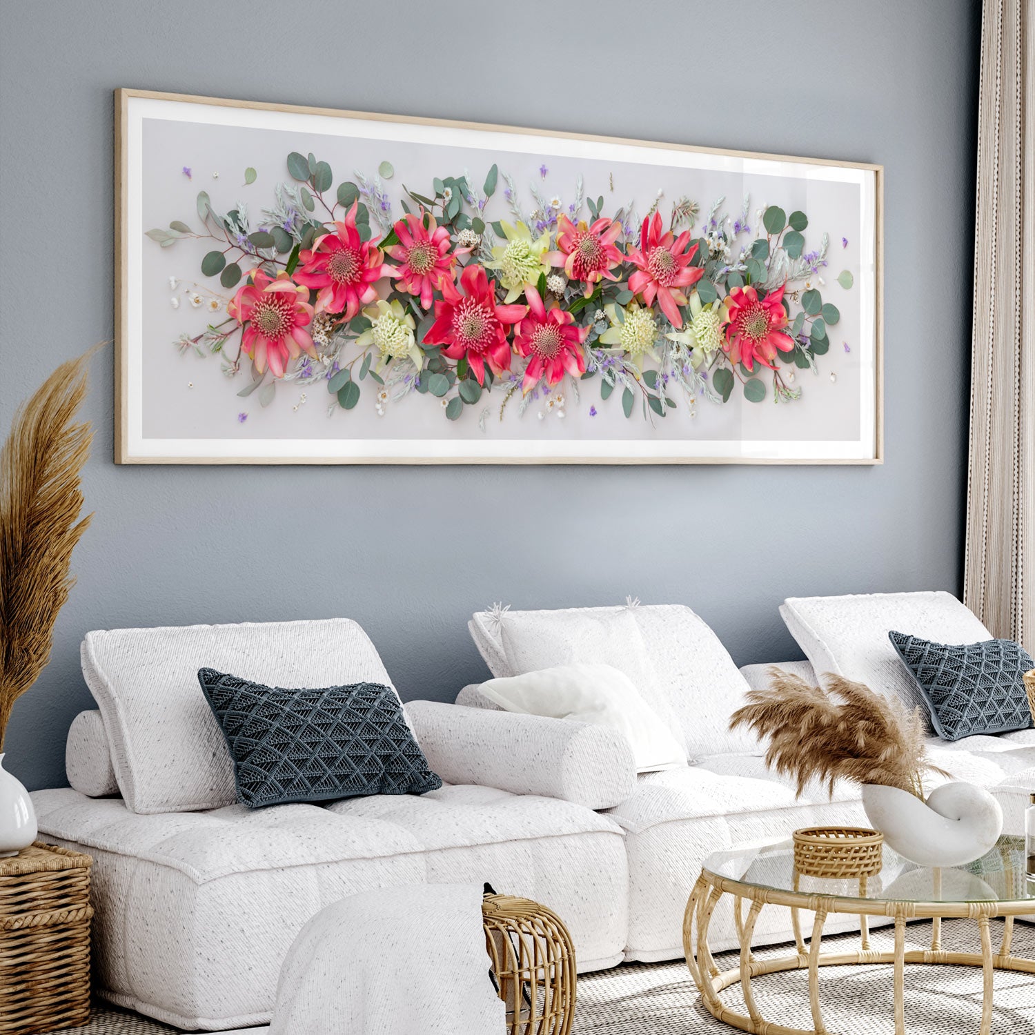 Pink Waratahs on Light | Panorama