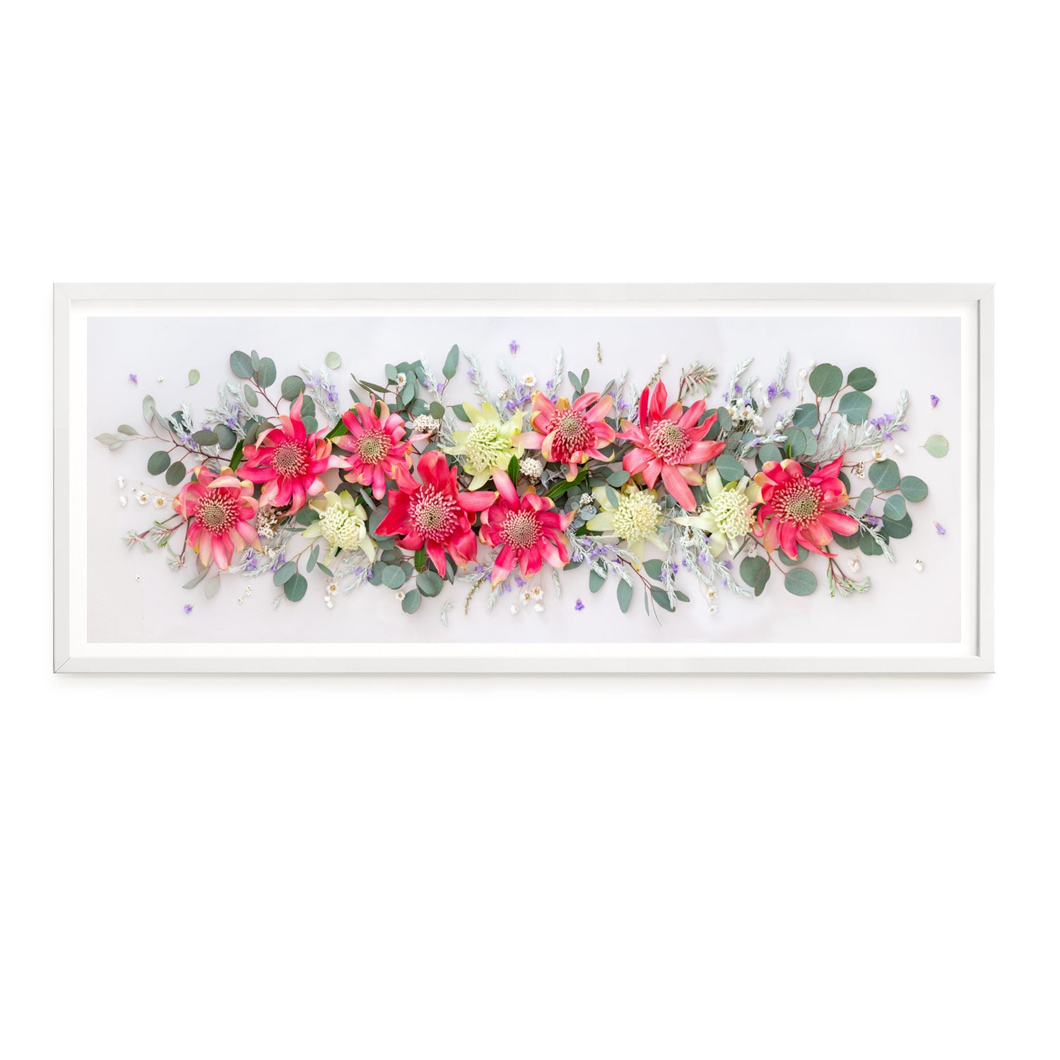 Pink Waratahs | Large 154 x 58 cm White Frame