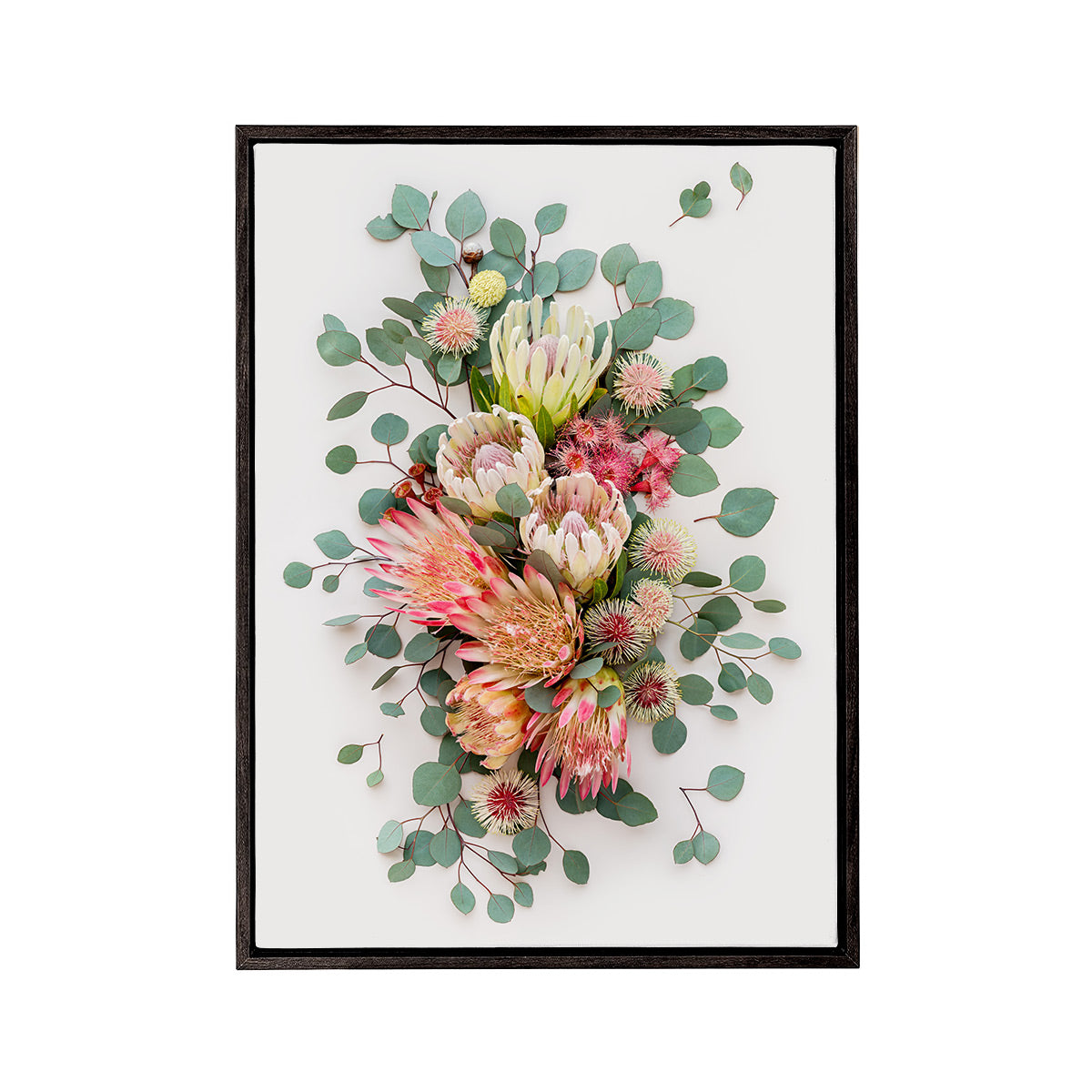 Proteas and Hakeas on Light