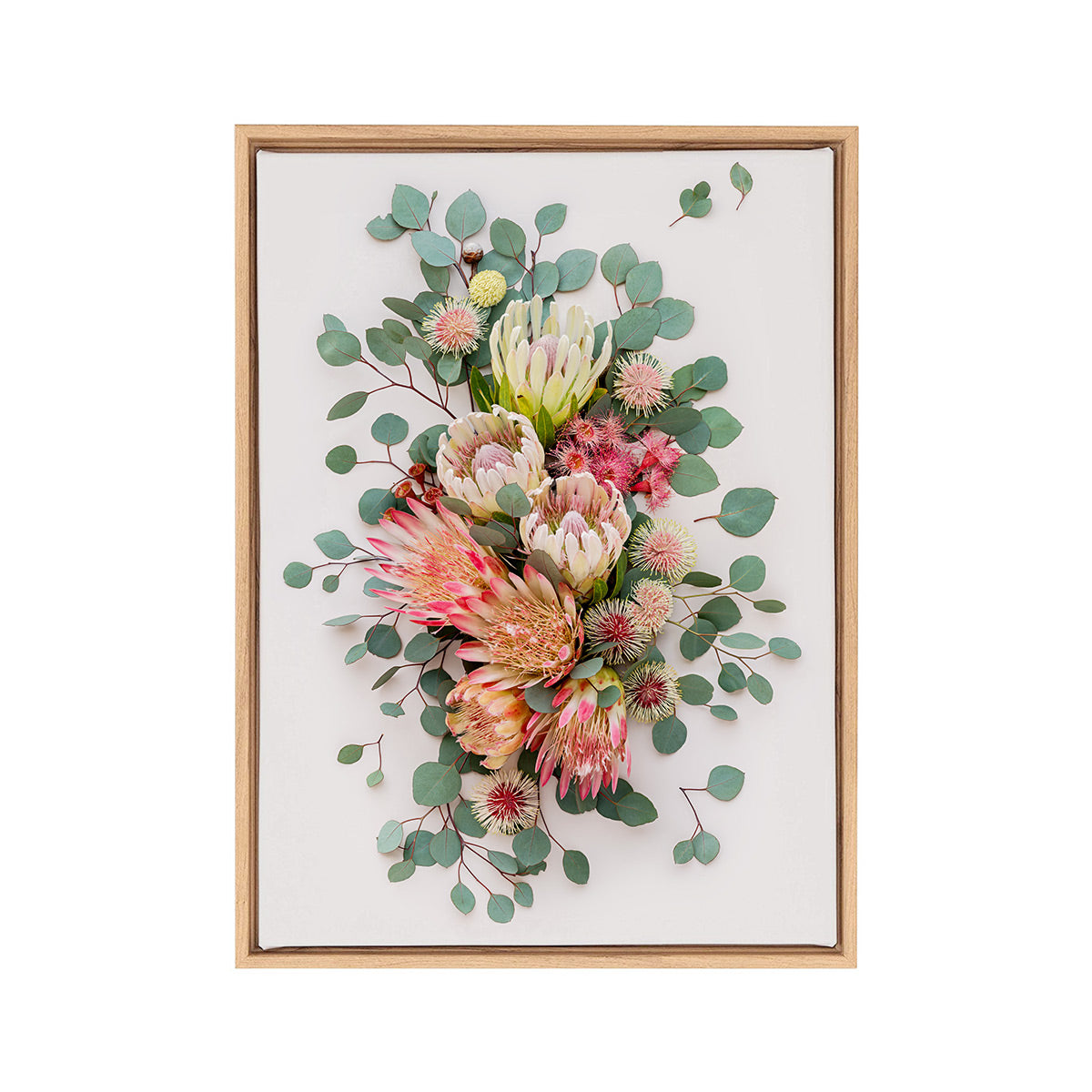 Proteas and Hakeas on Light