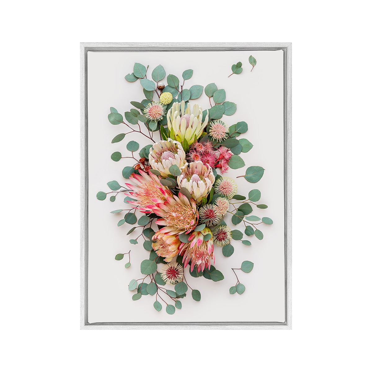 Proteas and Hakeas on Light