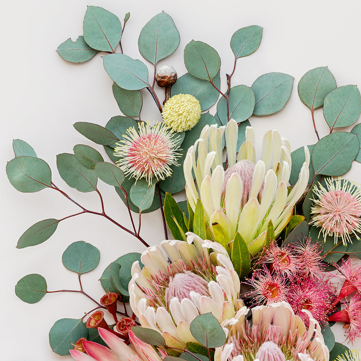 Proteas and Hakeas on Light