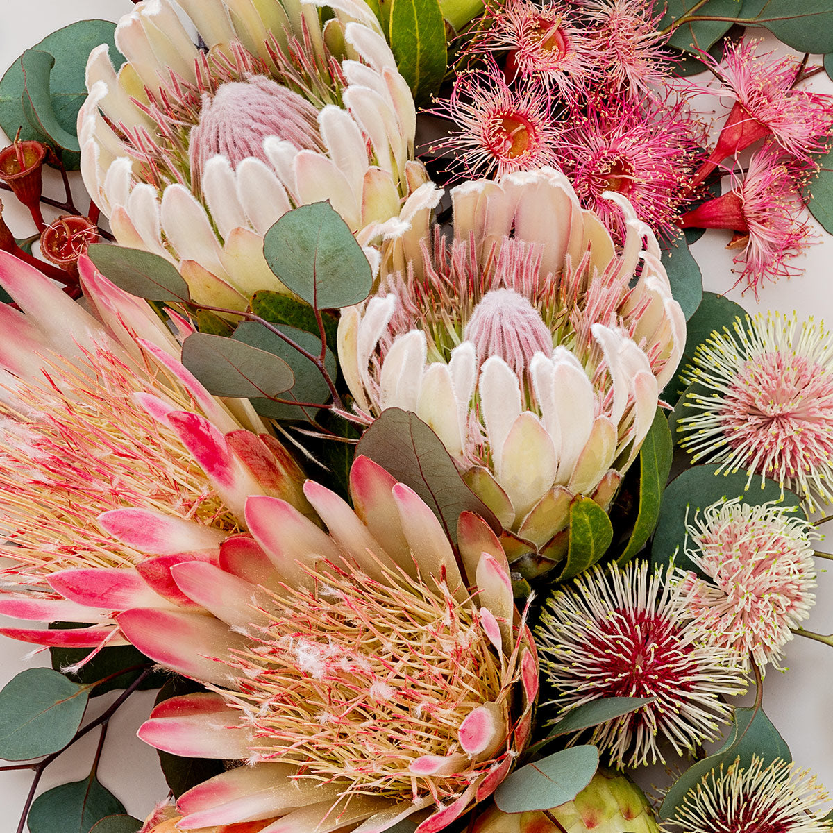 Proteas and Hakeas on Light