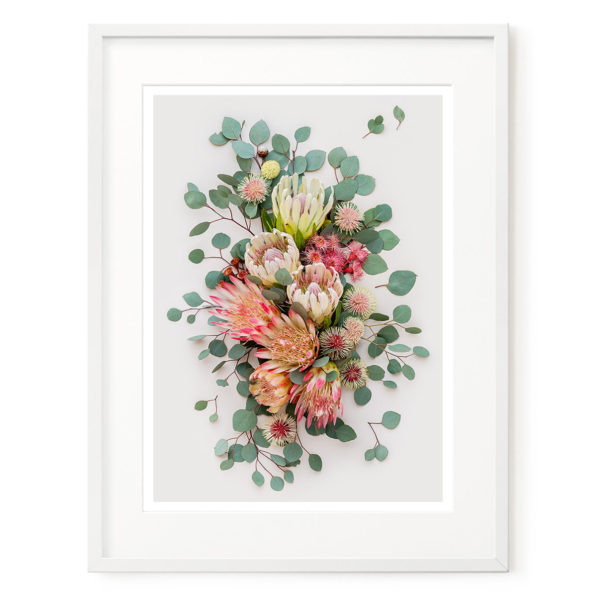 Proteas and Hakeas on Light