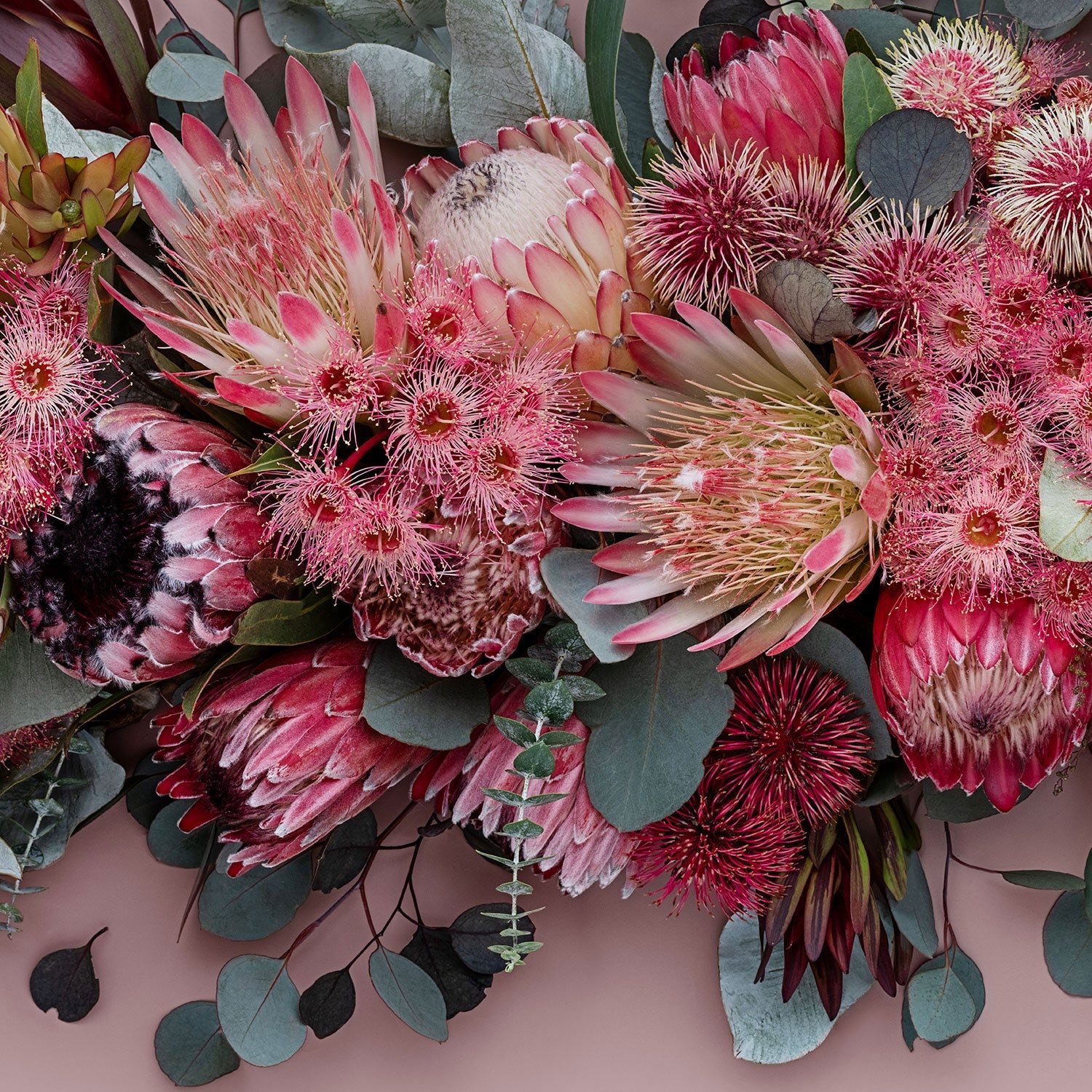 Proteas Mix Pano #18 of 25 | 113 x 42cm unframed