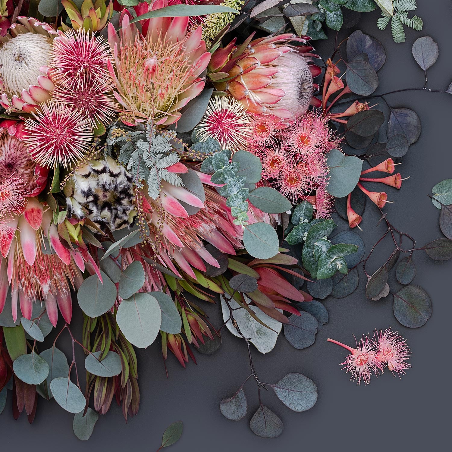 Proteas On Dark Grey - Square