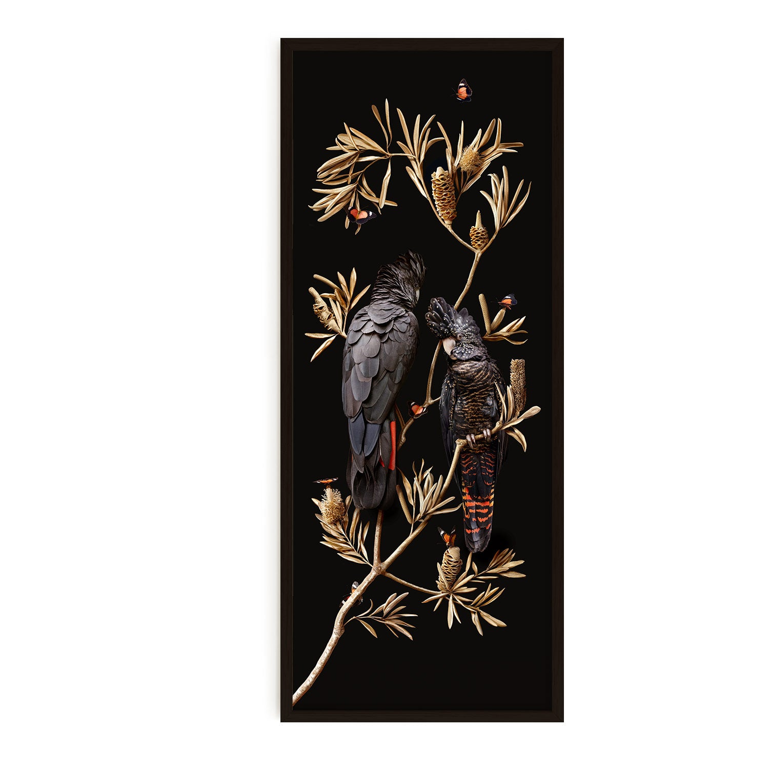 Red-tailed Cockatoos on Banksia | 58 cm x 154 cm in Black Frame