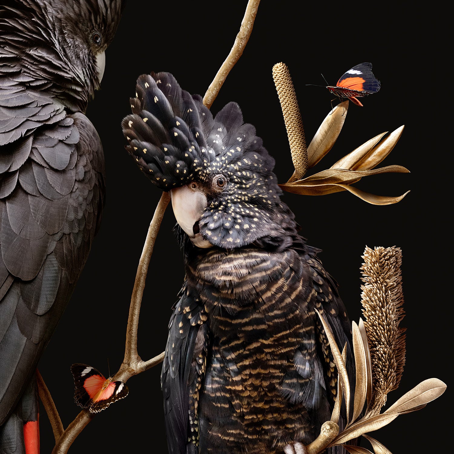 Red-tailed Cockatoos on Banksia