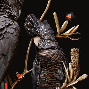 Red-tailed Cockatoos on Banksia