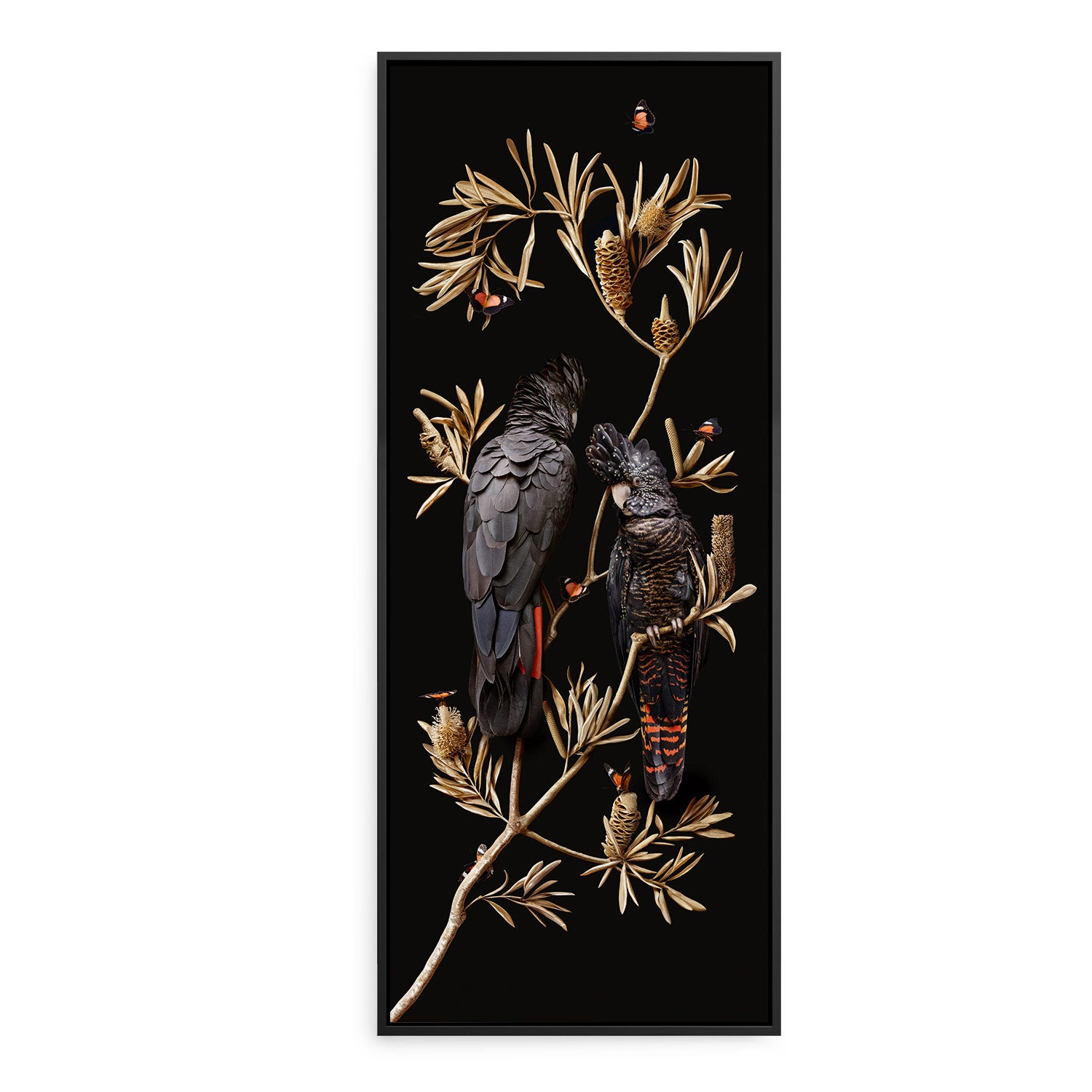 Red-tailed Cockatoos on Banksia