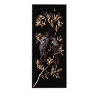 Red-tailed Cockatoos on Banksia