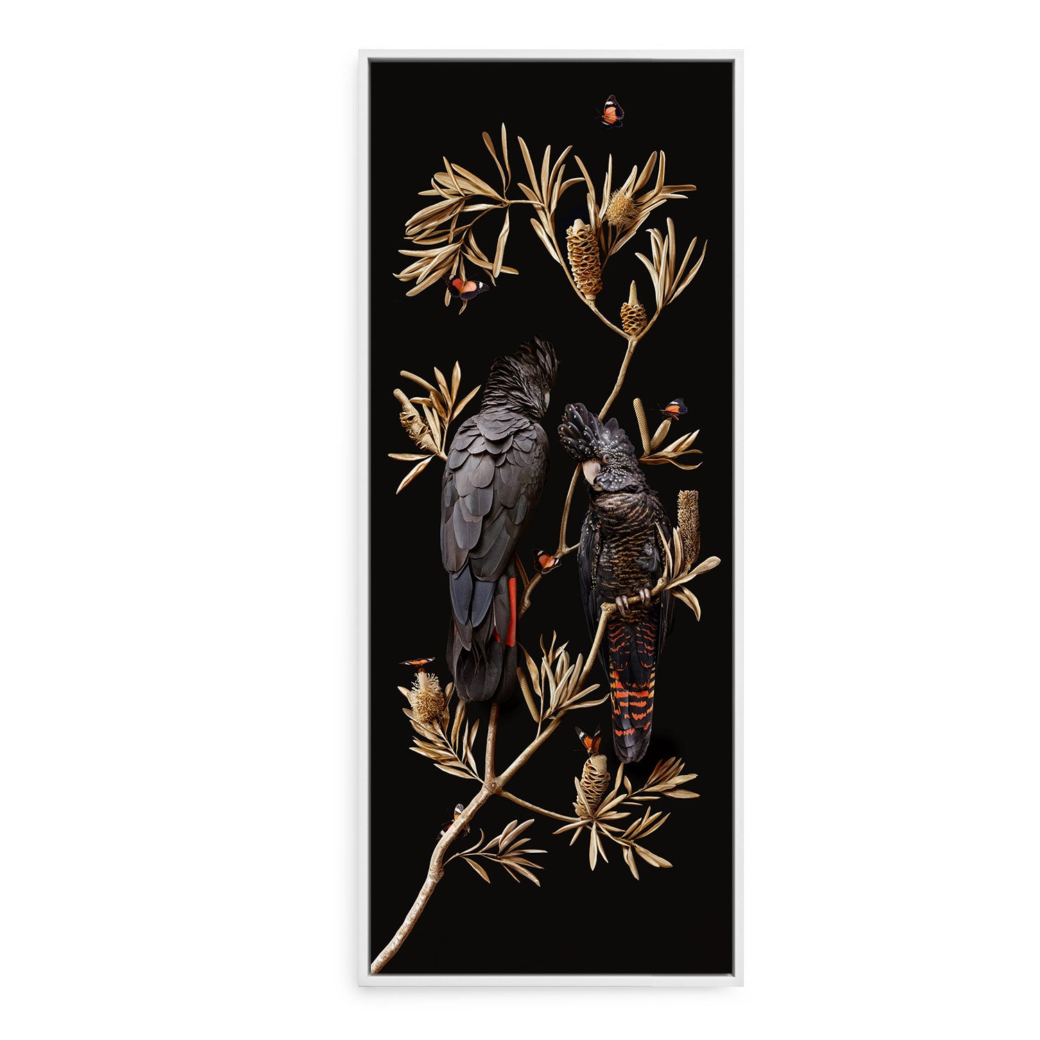 Red-tailed Cockatoos on Banksia
