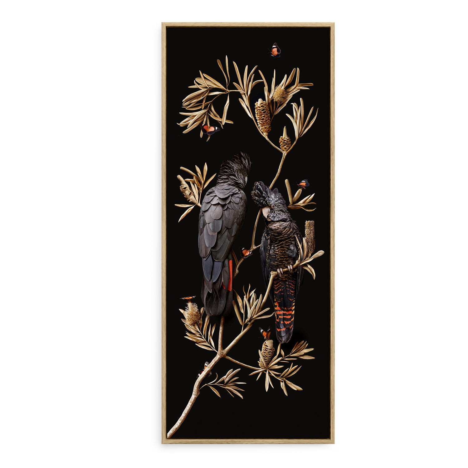 Red-tailed Cockatoos on Banksia