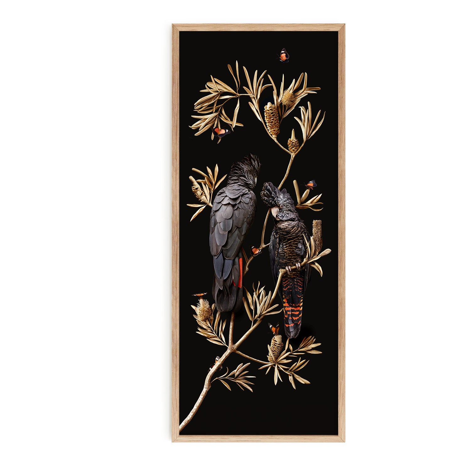 Red-tailed Cockatoos on Banksia