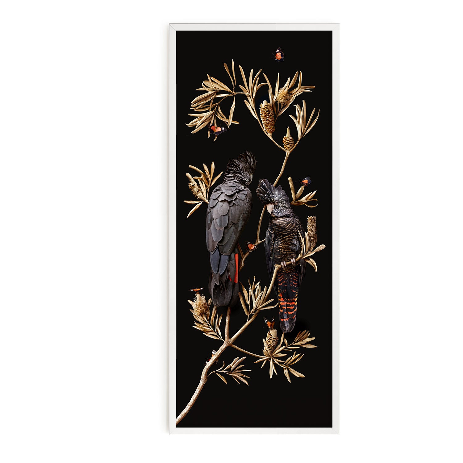 Red-tailed Cockatoos on Banksia