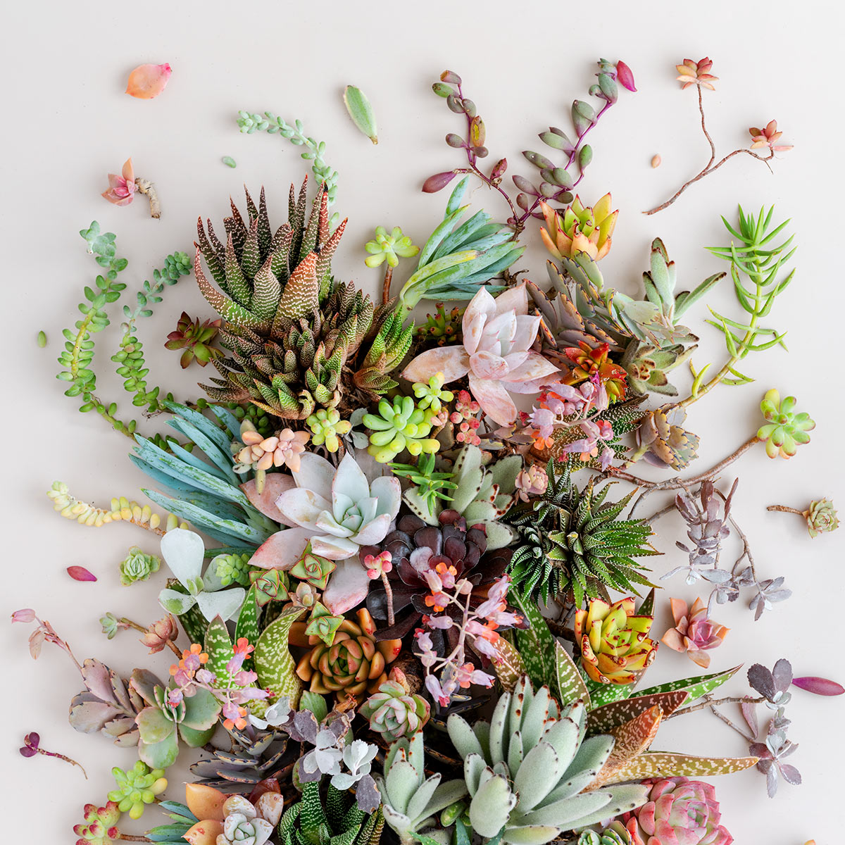 Garden Mix On Light | Panorama