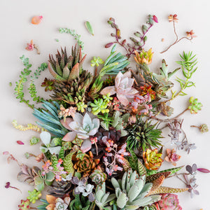 Garden Mix On Light | Panorama