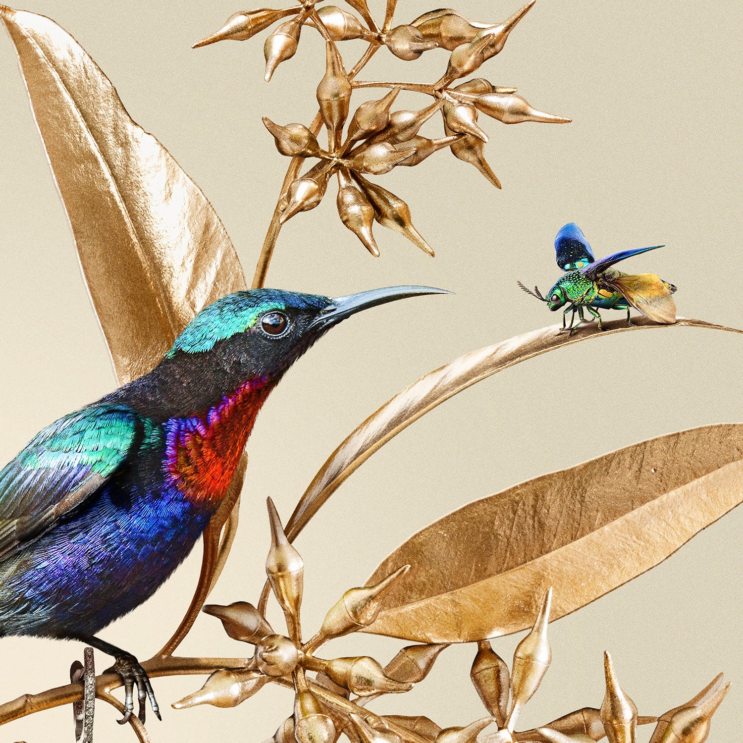 Sunbirds on Gold