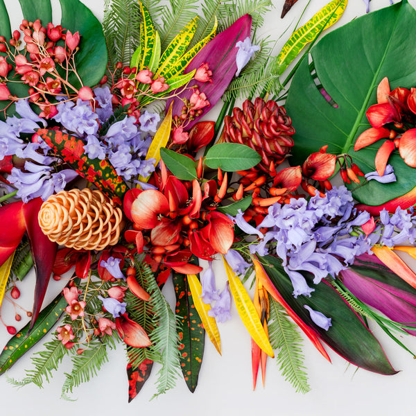 Tropical Mix | Pano - Eclectic Botanica