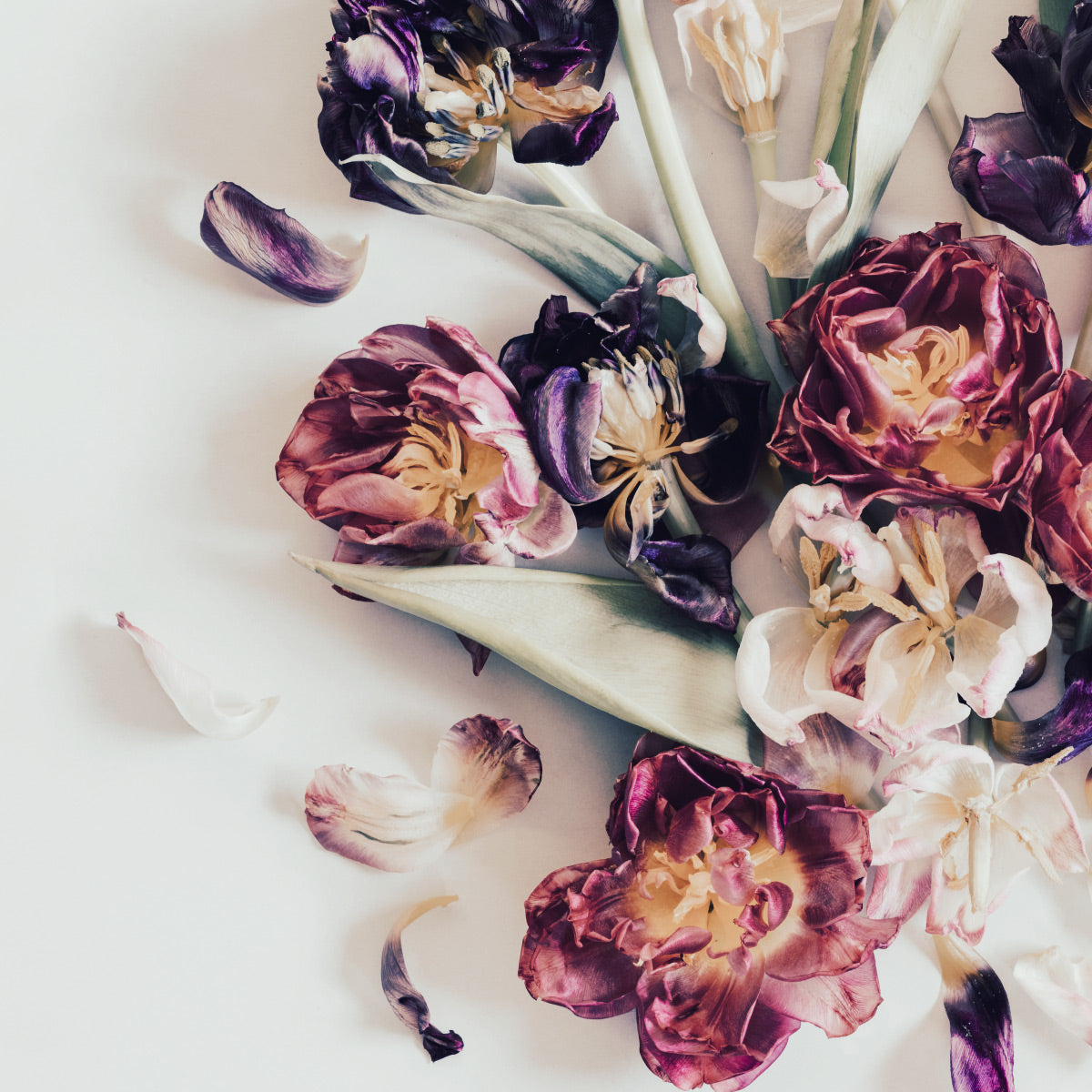 Tulip Story II #3 of 25 | 75 x 99 cm Framed with Mat