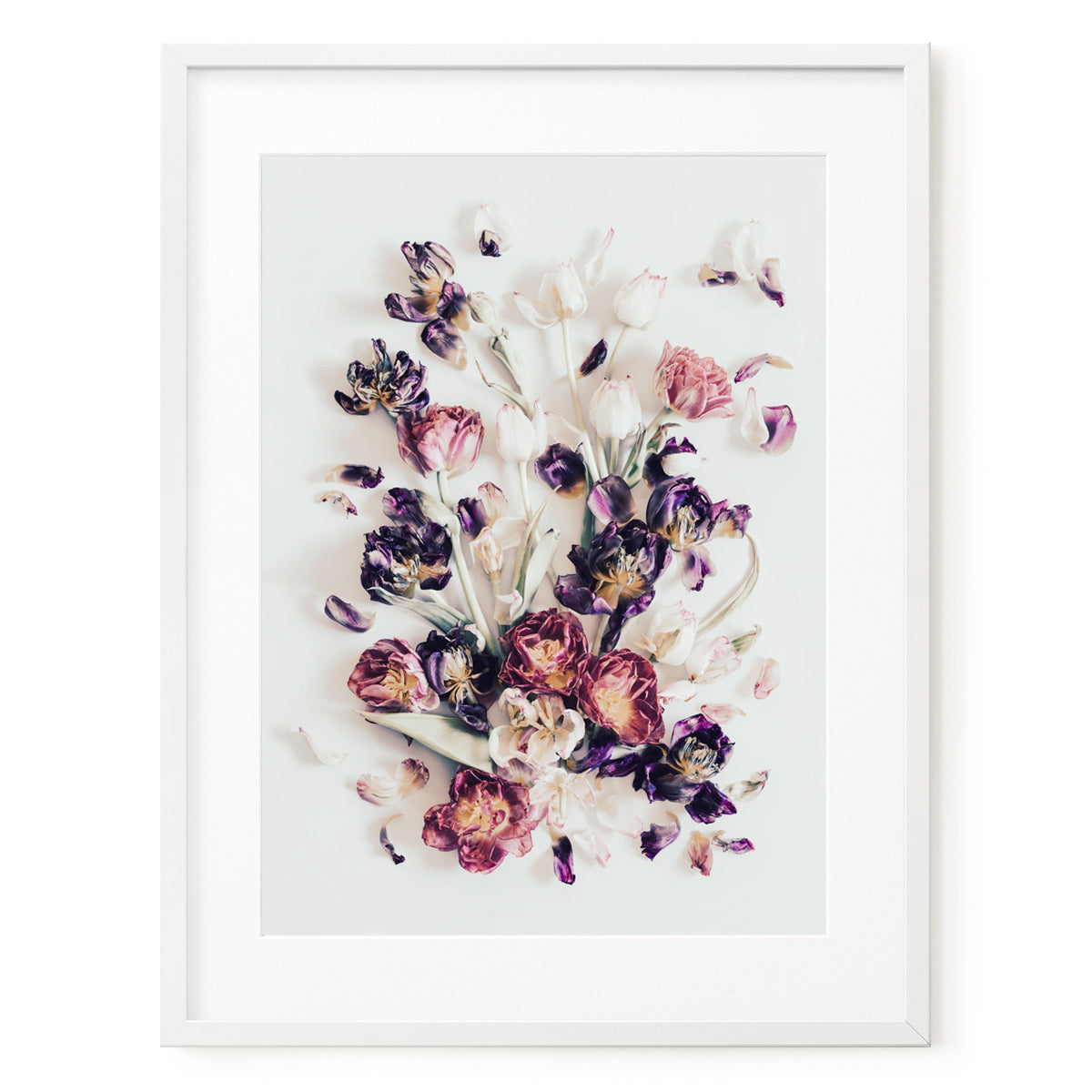 Tulip Story II #3 of 25 | 75 x 99 cm Framed with Mat