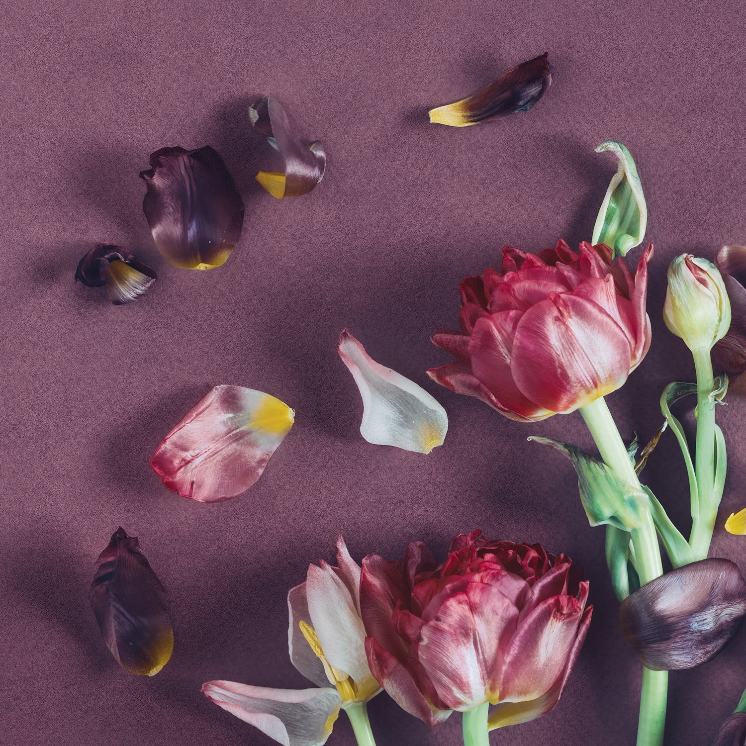 Tulips On Purple | A2 in Blackwood or White