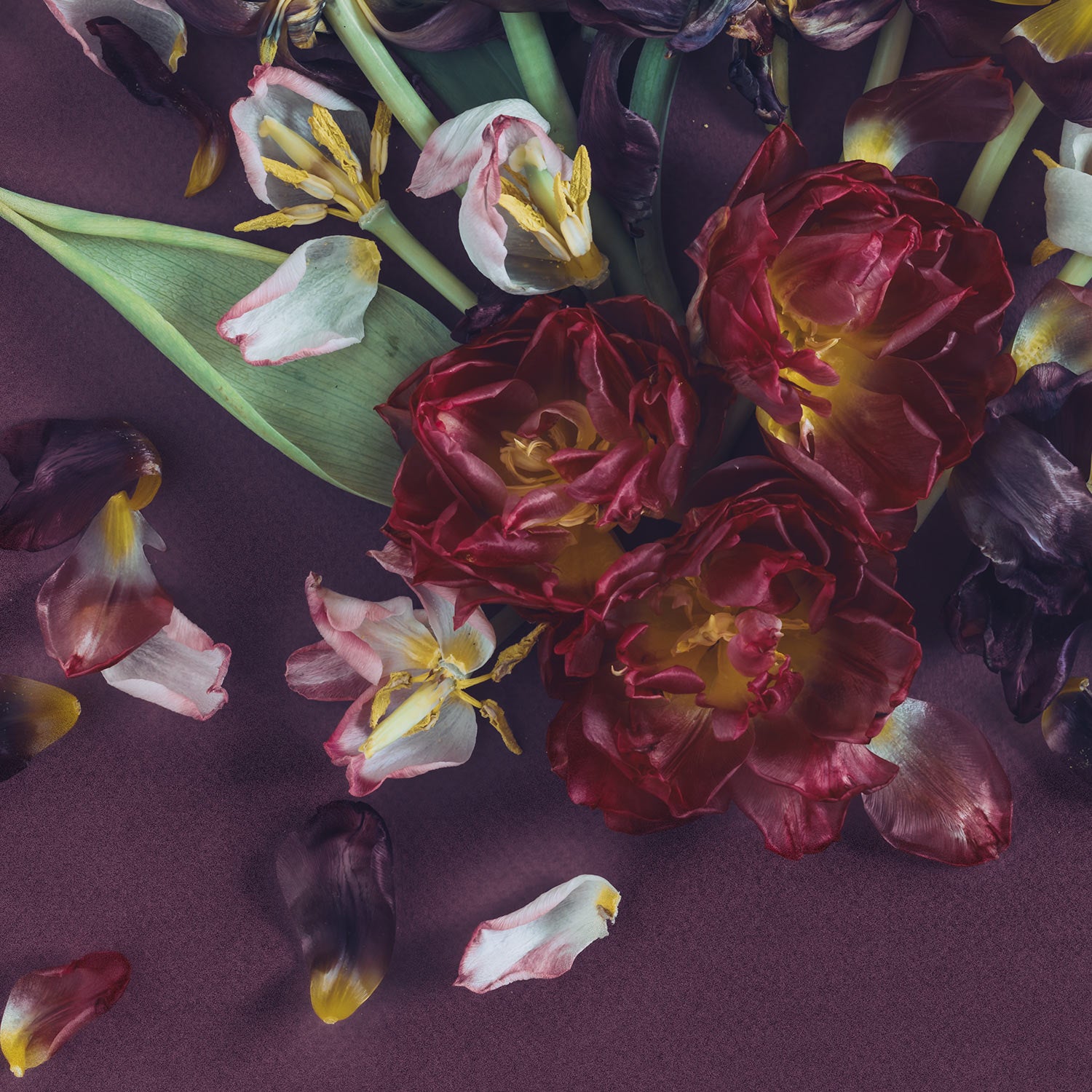 Tulips On Purple | A2 in Blackwood or White