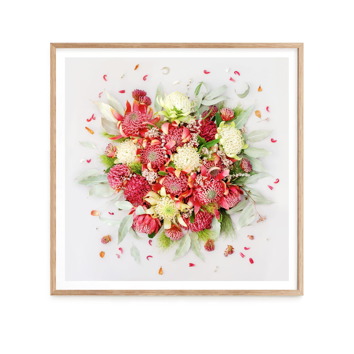 Waratahs | Canvas 33 x 33 cm