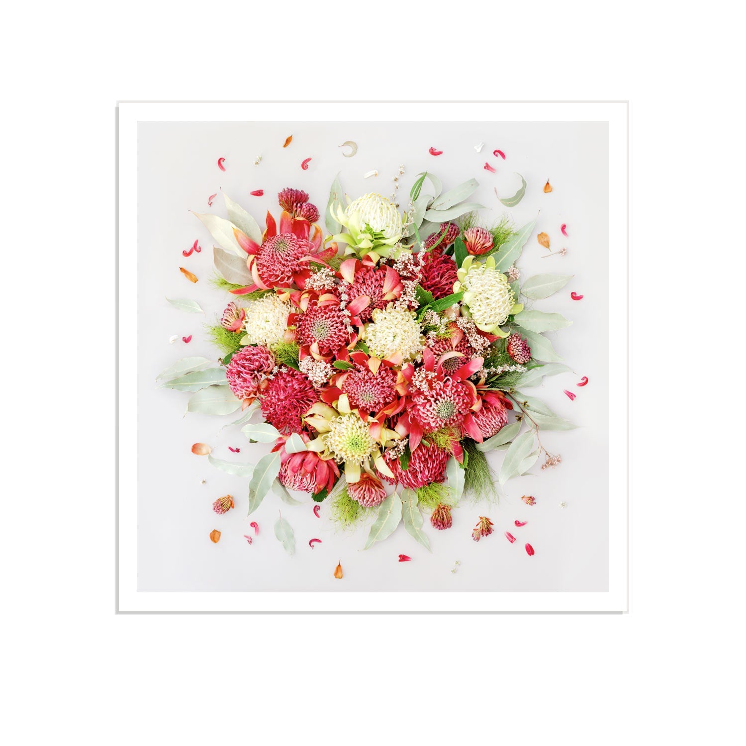 Waratahs Mix #3 of 25 | 60 x 60 cm Unframed