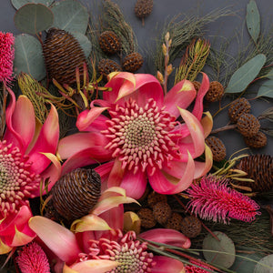 Waratahs & She-oak Mix