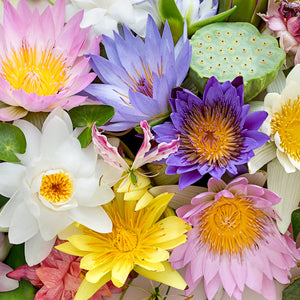 Water Lilies Mix Pano