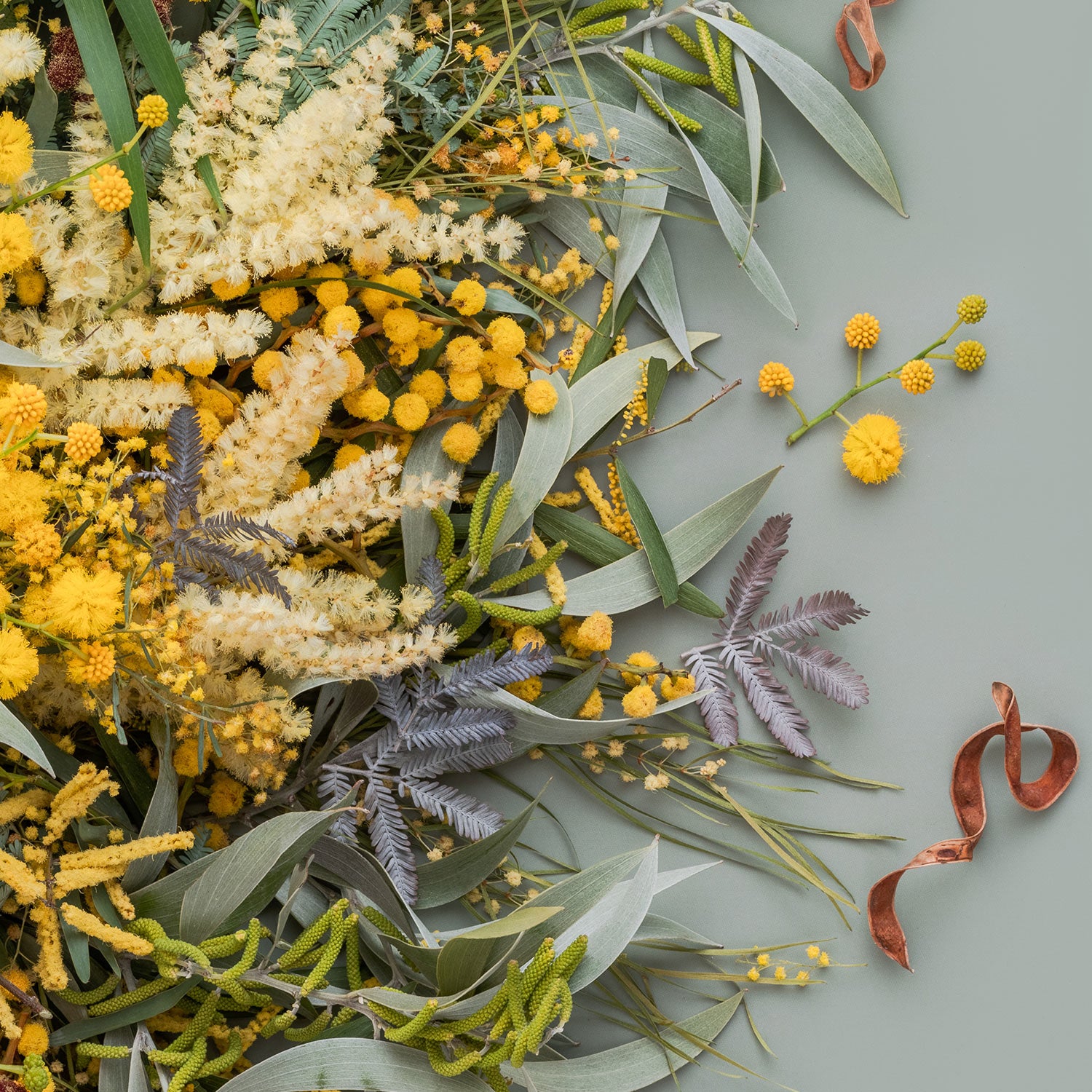 Wattle On Sage - Square