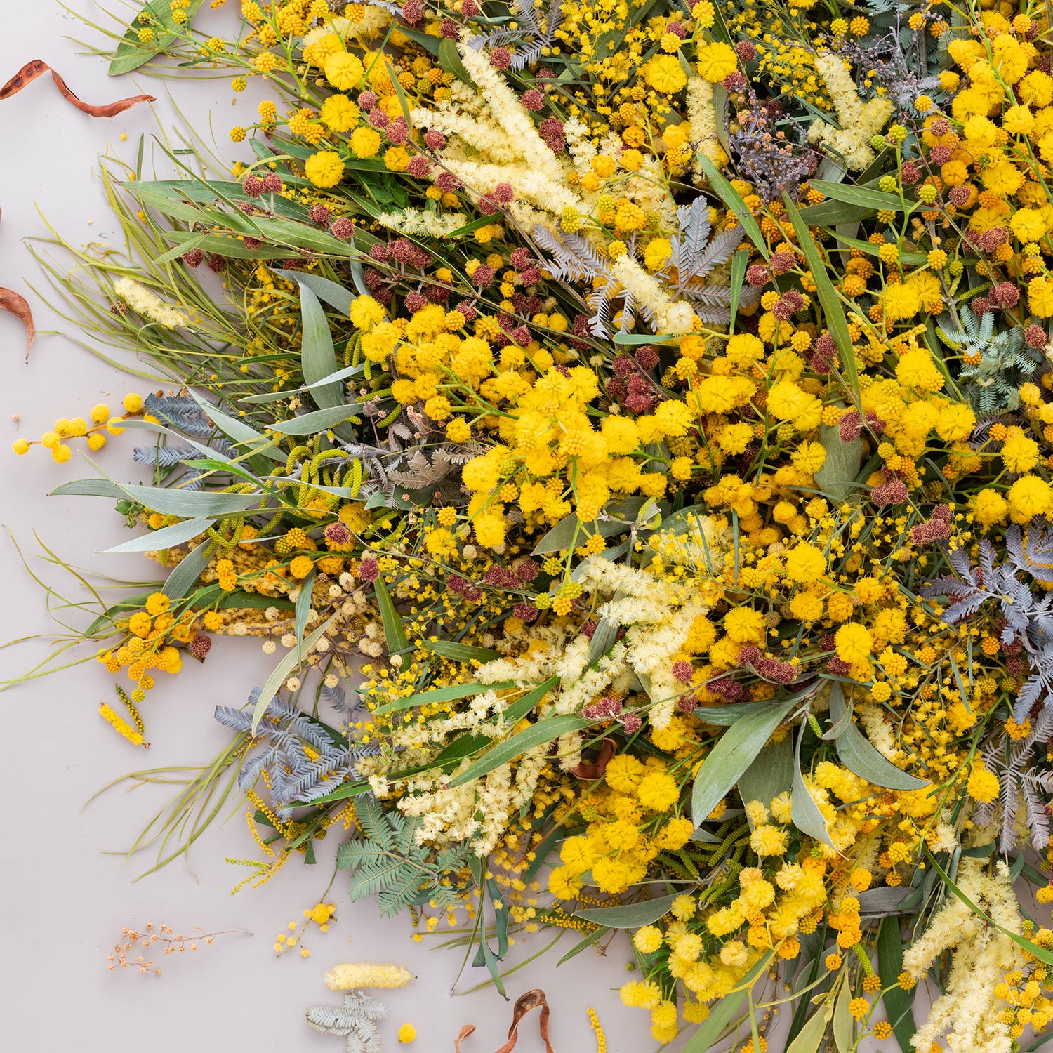 Wattle On Light - Square